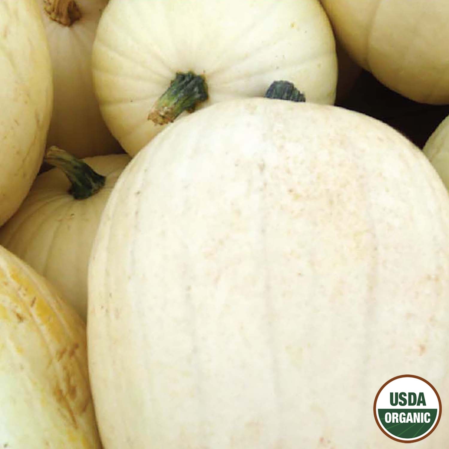 A close-up of Casper white pumpkins with a USDA organic seal, showing their smooth, pale cream color and green stems.